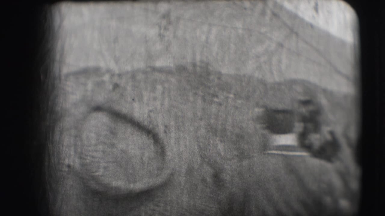 A grainy 1948 8mm frame from Sarasota shows part of an elephant near an outdoor circus enclosure.