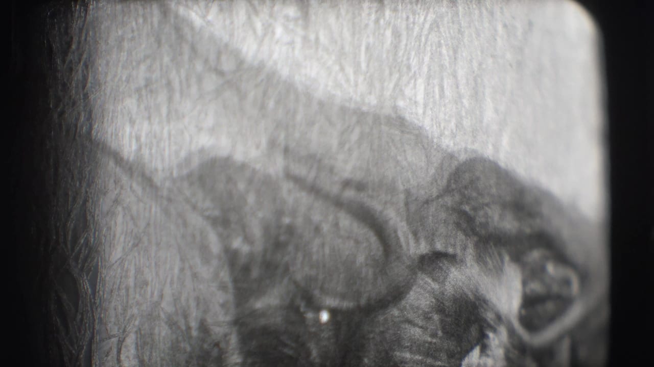 Elephant head and trunk appear near the right side of a scratched film frame.