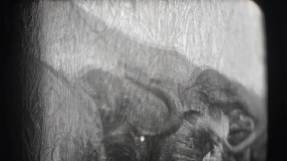 A black-and-white 8mm frame shows an elephant head and trunk in a circus enclosure in Sarasota, Florida.