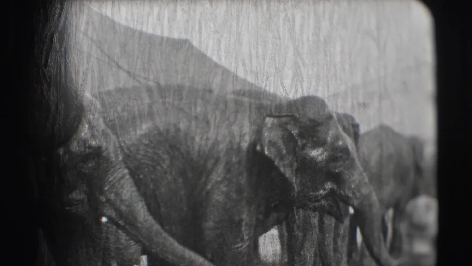 Several elephants are visible in a worn 1948 8mm Sarasota circus frame, with one large elephant closest to camera.