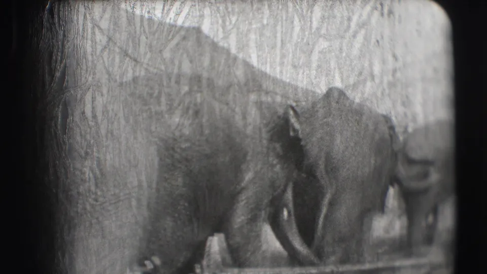 A 1948 Sarasota circus home-movie frame shows elephants moving through an outdoor enclosure behind a rail.