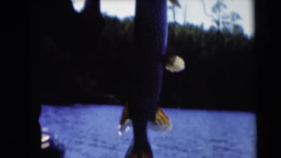 Close 8mm frame of the caught fish hanging vertically, with water and wooded shoreline behind it.
