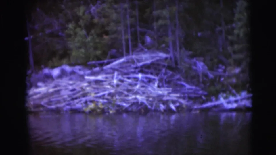 1953 Baraboo, Wisconsin 8mm frame showing a branch-built beaver dam or lodge along the wooded lake edge.