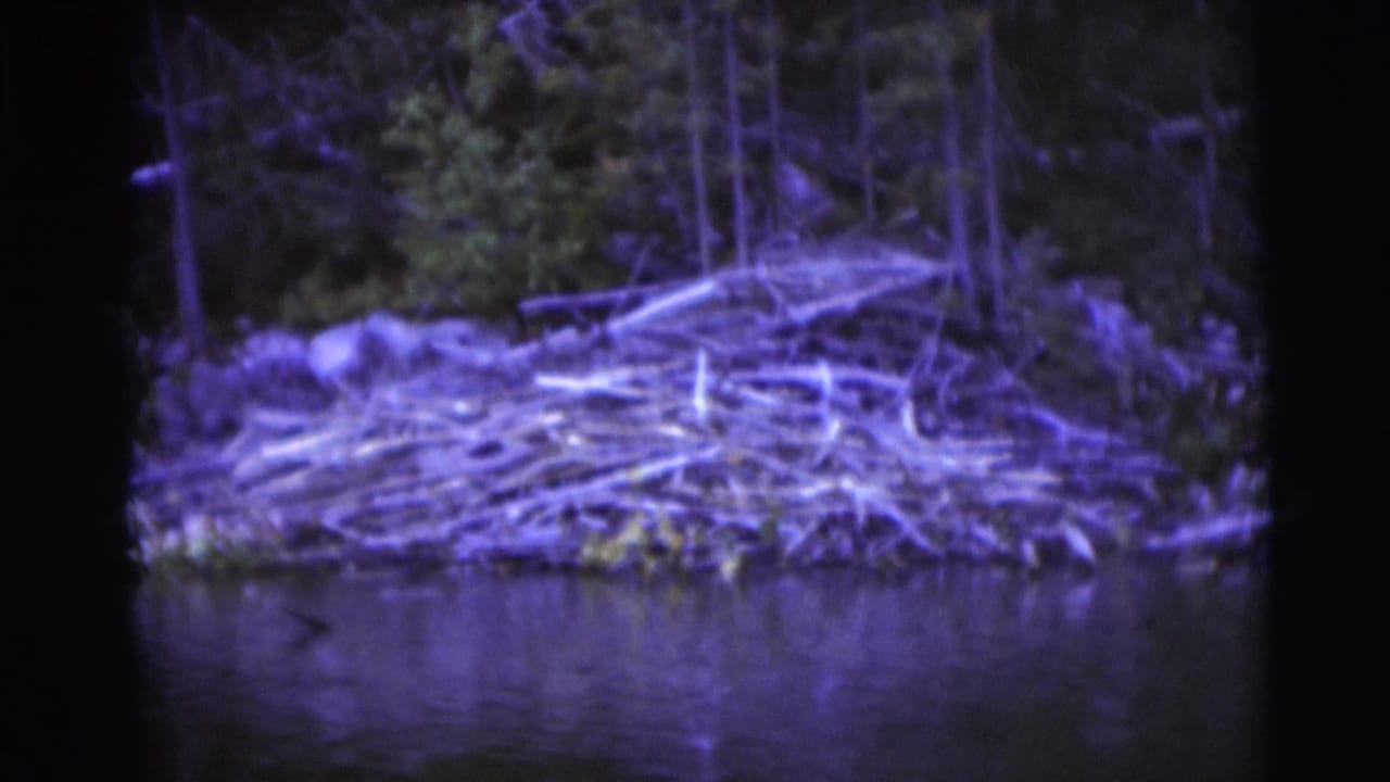 1953 Baraboo, Wisconsin 8mm frame showing a branch-and-log dam at the edge of a wooded river, with purple film color shift.