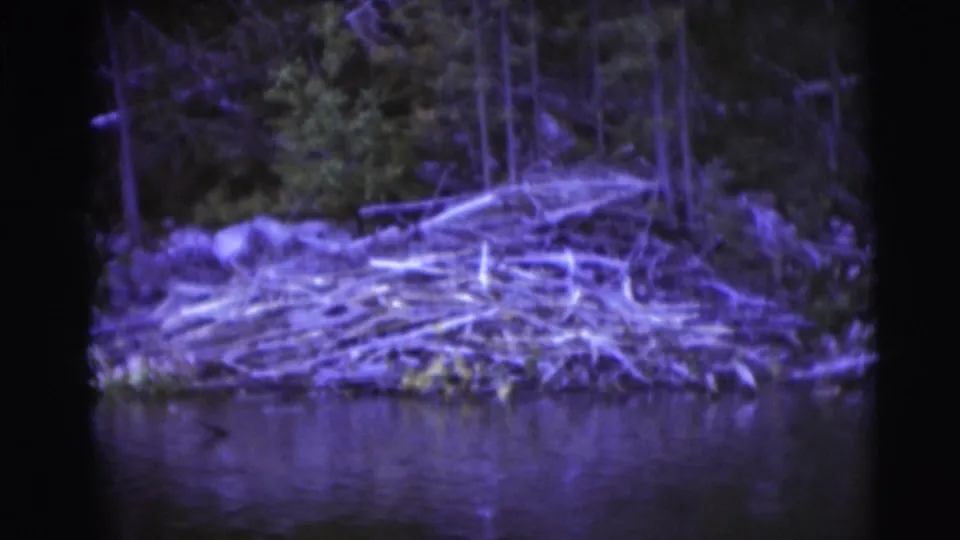 1953 Baraboo, Wisconsin 8mm frame showing a branch-and-log dam at the edge of a wooded river, with purple film color shift.