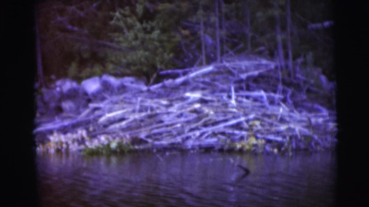 Wooden dam structure on the riverbank with trees behind it and water in front.