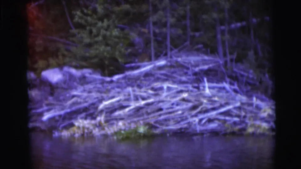 1953 Baraboo, Wisconsin 8mm frame with a closer view of tangled branches and logs at the river's edge below forest growth.