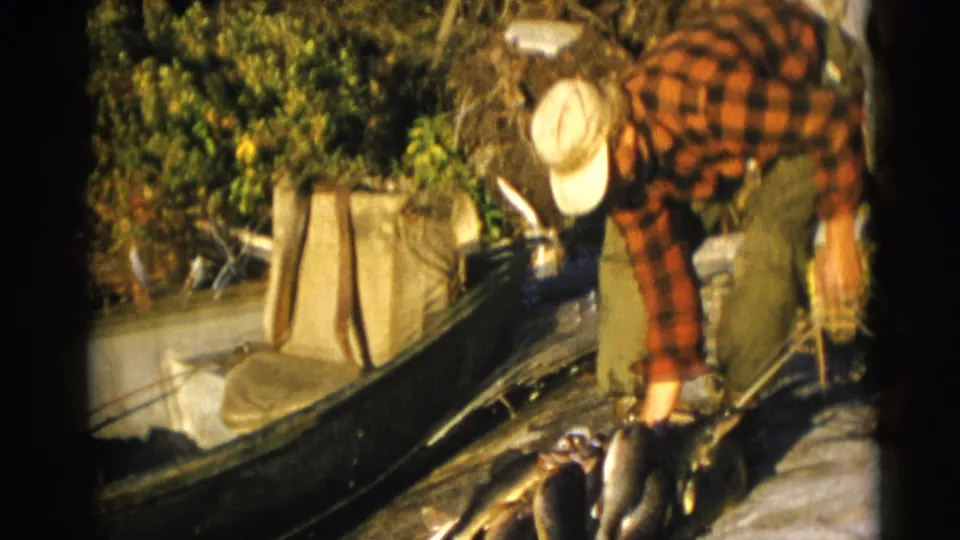In 1953 Baraboo, Wisconsin footage, a fisherman bends over caught fish laid beside a wooden boat in a wooded area.