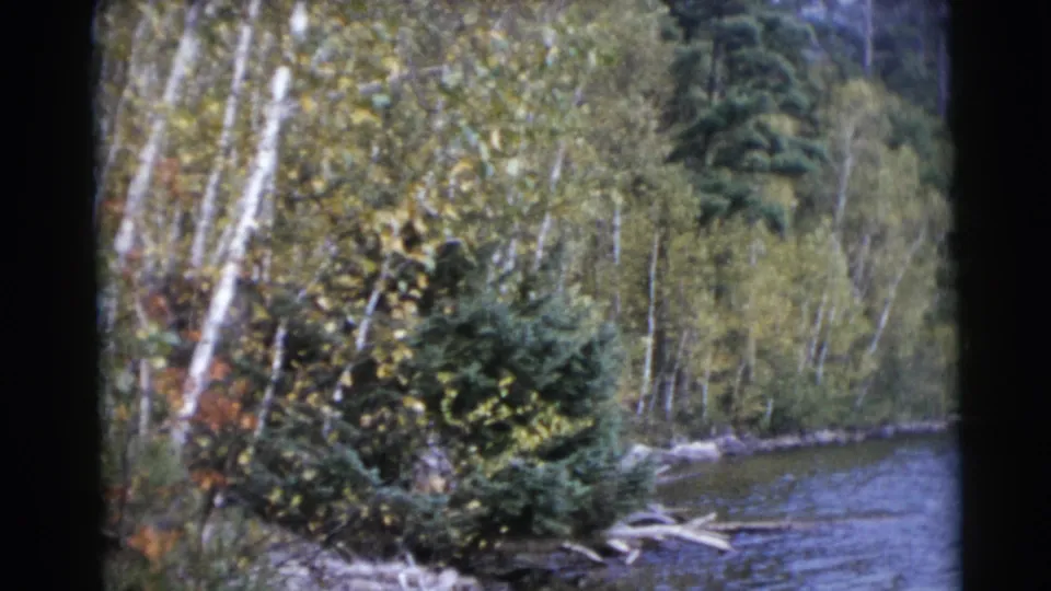 Wooded riverbank near Baraboo, Wisconsin, showing birch trunks, evergreen brush, shoreline debris, and rippling water in 1953 8mm footage.