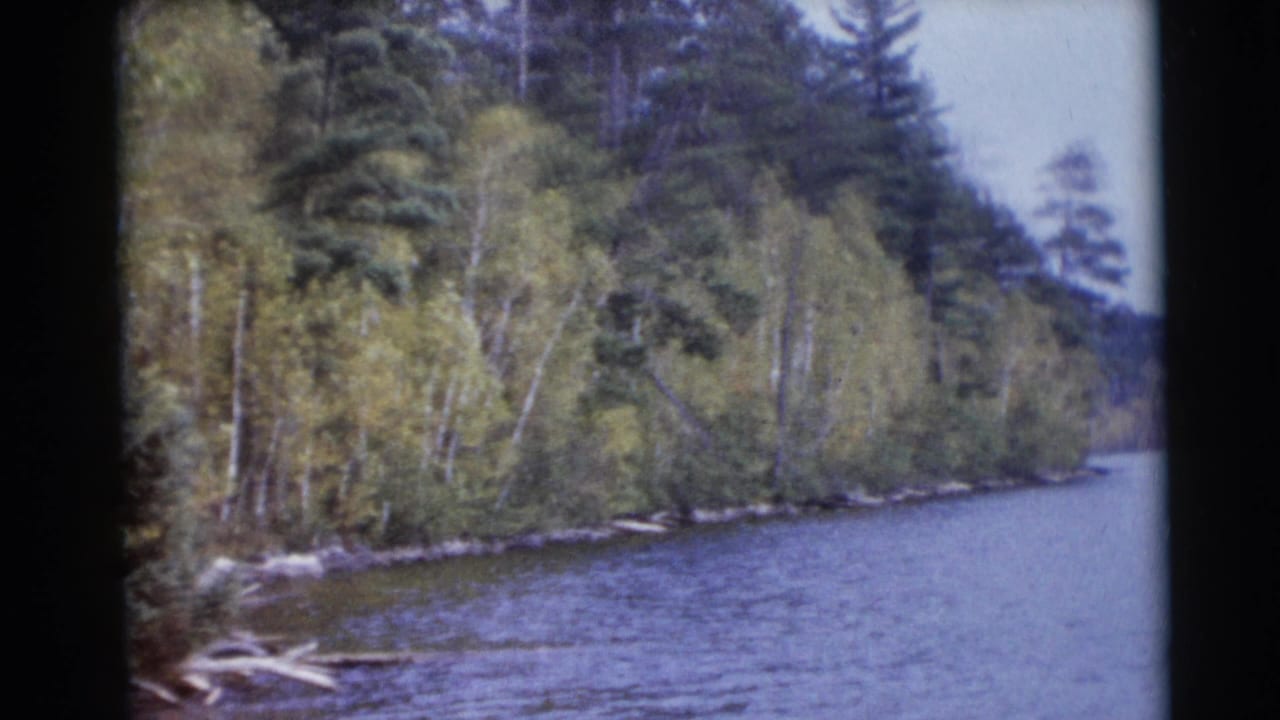 Wooded riverbank with evergreen and pale-trunk trees beside calm water.