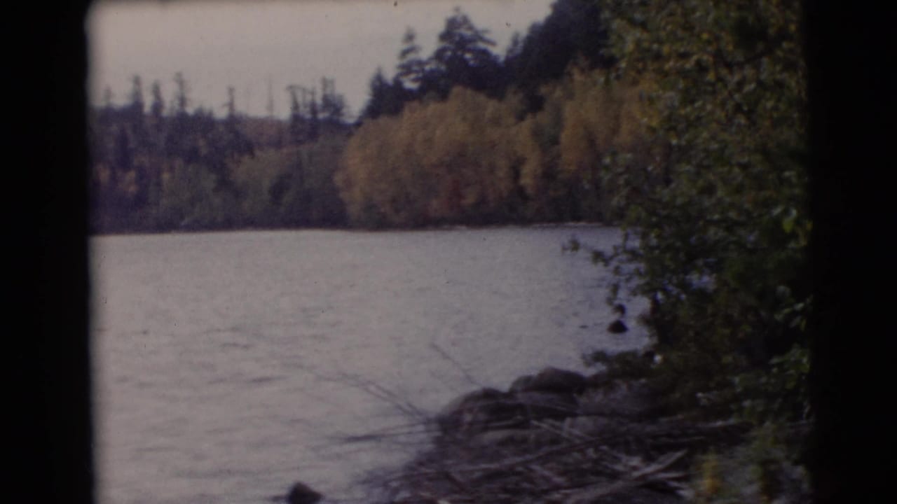 Lake shoreline with trees, brush, rocks, and calm water under soft 8mm framing.