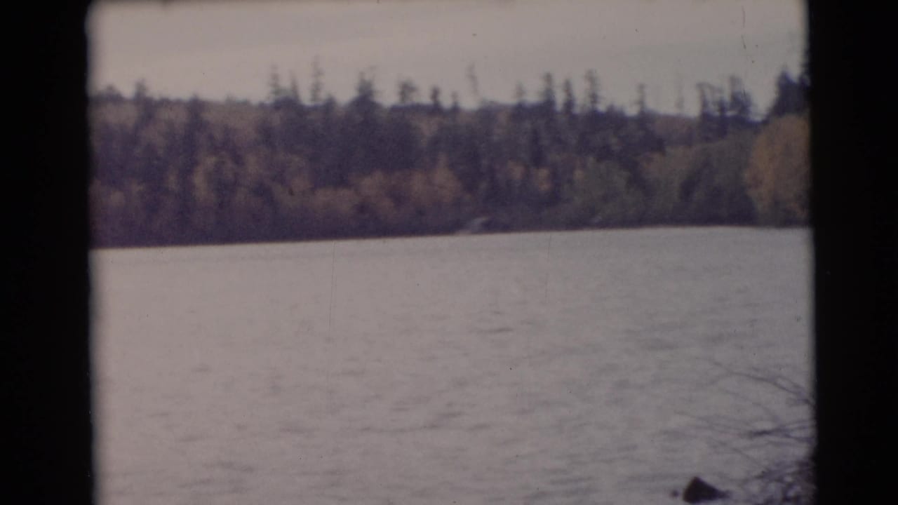 Wide lake view with distant tree line and a branch near the lower right edge.