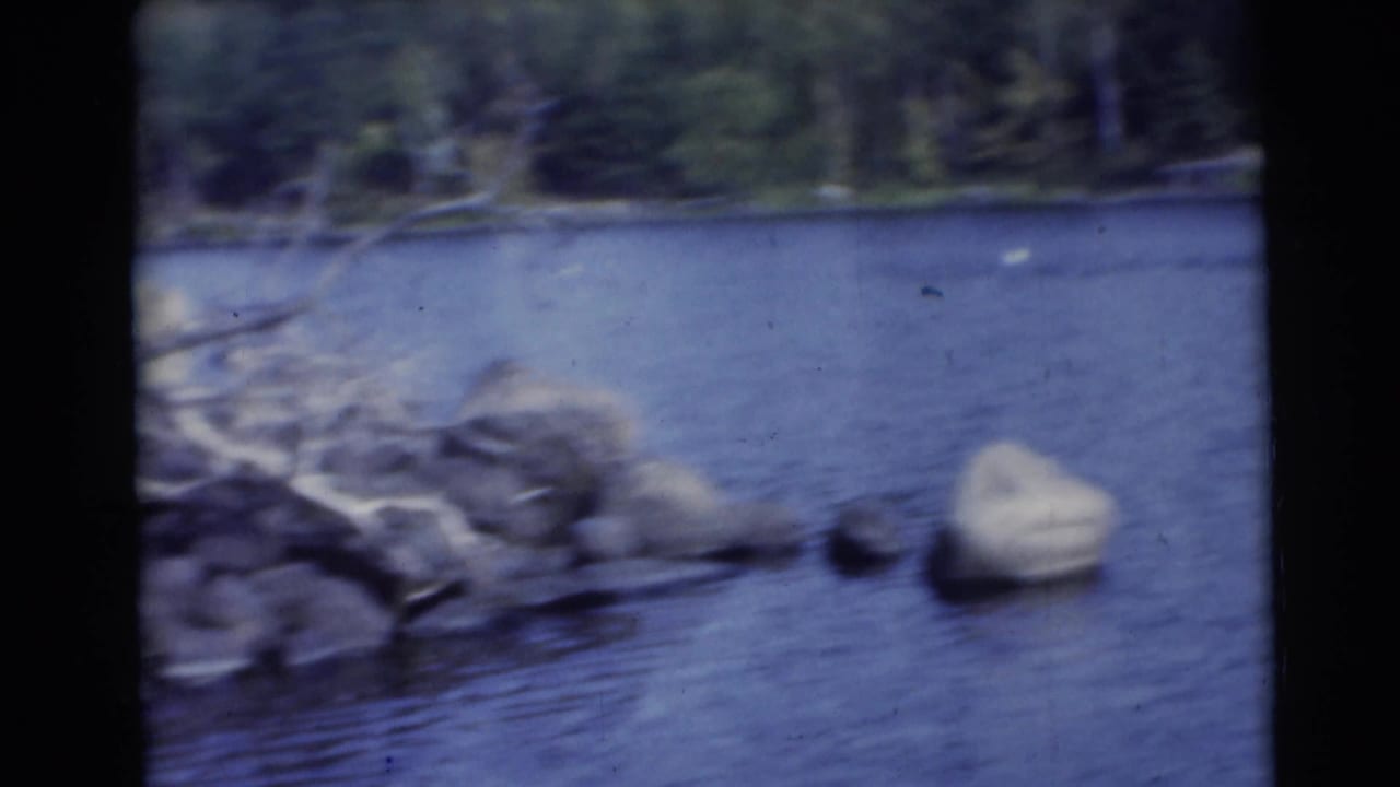 Lake water with shoreline rocks, fallen branches, and trees in the background.