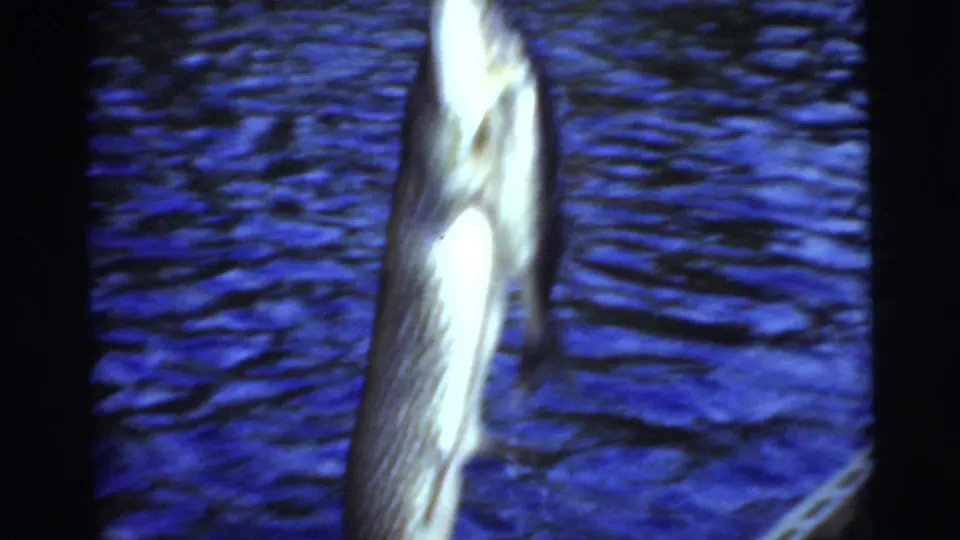 A large fish hangs from a line beside the boat in this 1956 Miami fishing home movie.