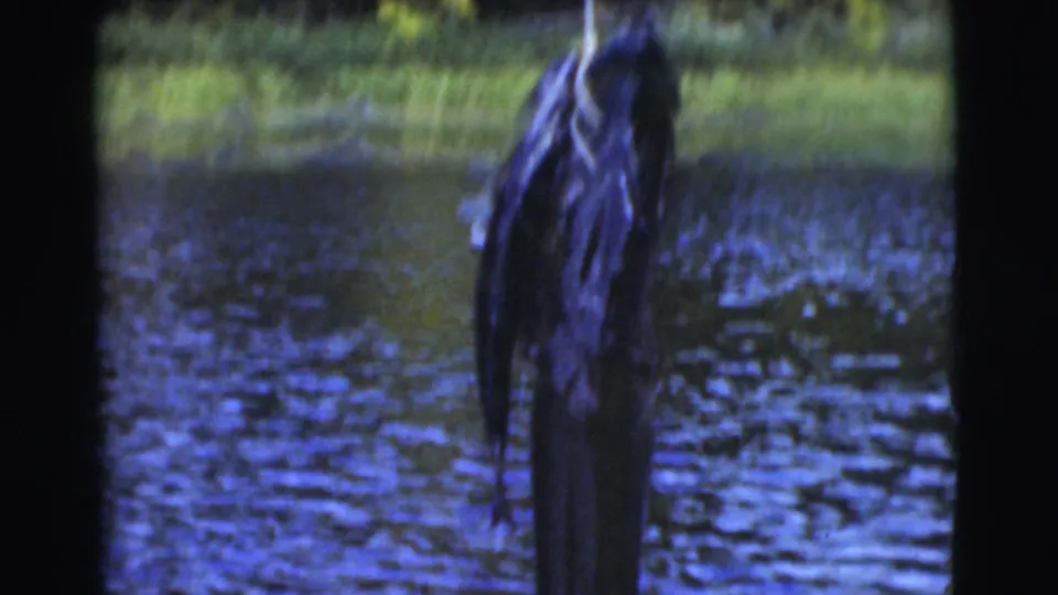 A fish hangs from the line over a Miami waterway, with a green shoreline visible beyond the boat in 1956 footage.