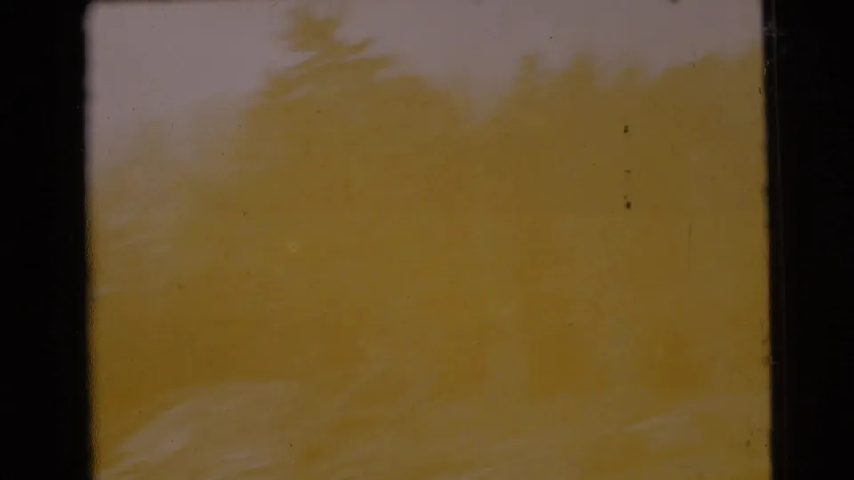 End frame from 1956 8mm Florida footage, showing blurred treetops under strong yellow exposure wash and visible film wear.