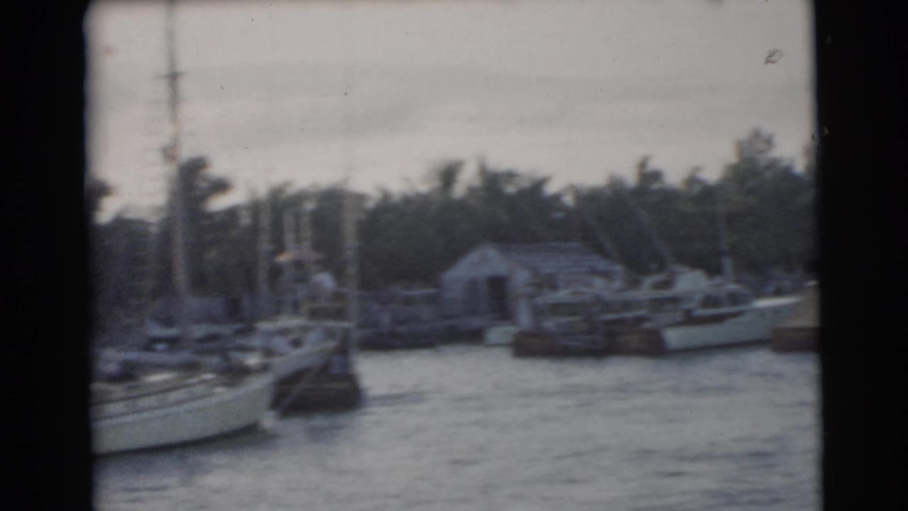 Sailboats and small motorboats moored at a palm-lined marina across rippling water.
