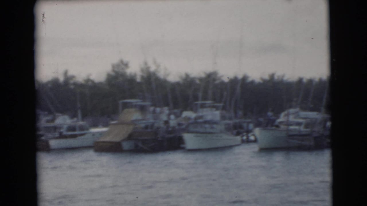 Several boats moored beside a wooden dock with palm trees in the background.