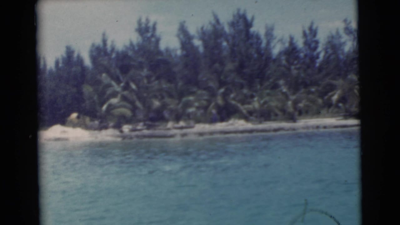 Palm-lined shoreline across calm water with dense trees and a narrow sandy bank.