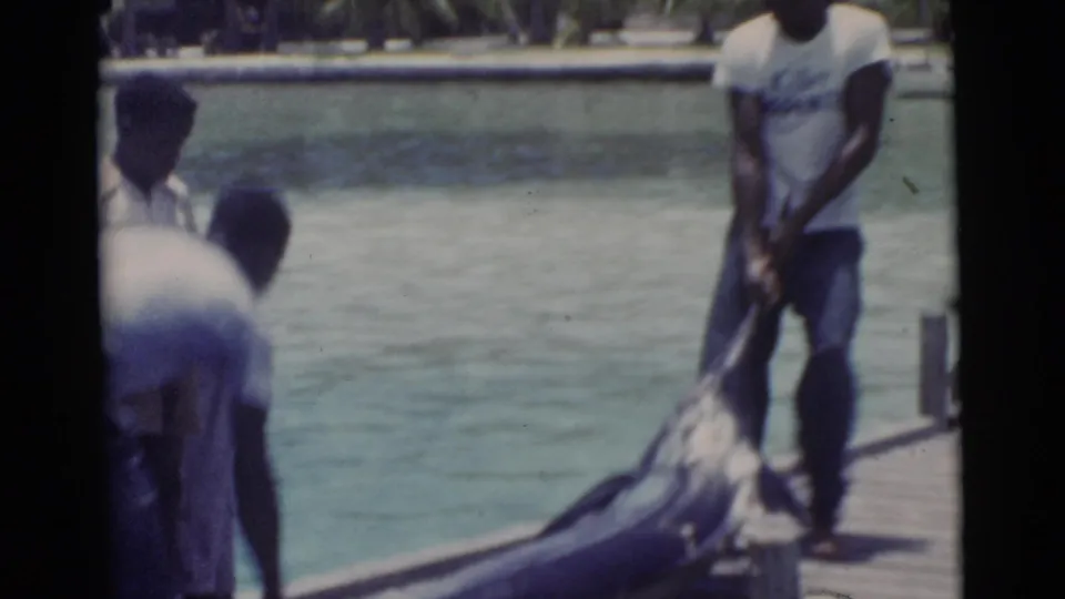 A man in a light shirt stands at the Miami dock edge as the large marlin is handled beside the water.