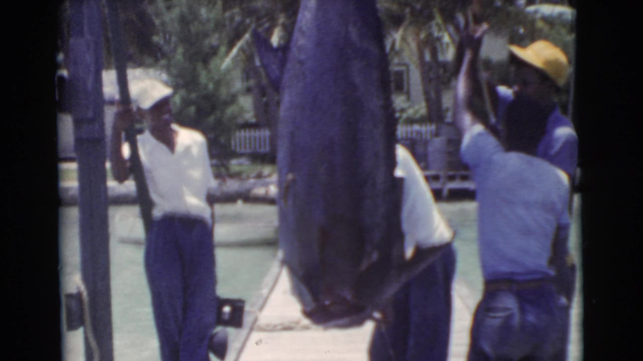 1956 Miami dock scene with a large marlin hanging upright and men clustered around it.