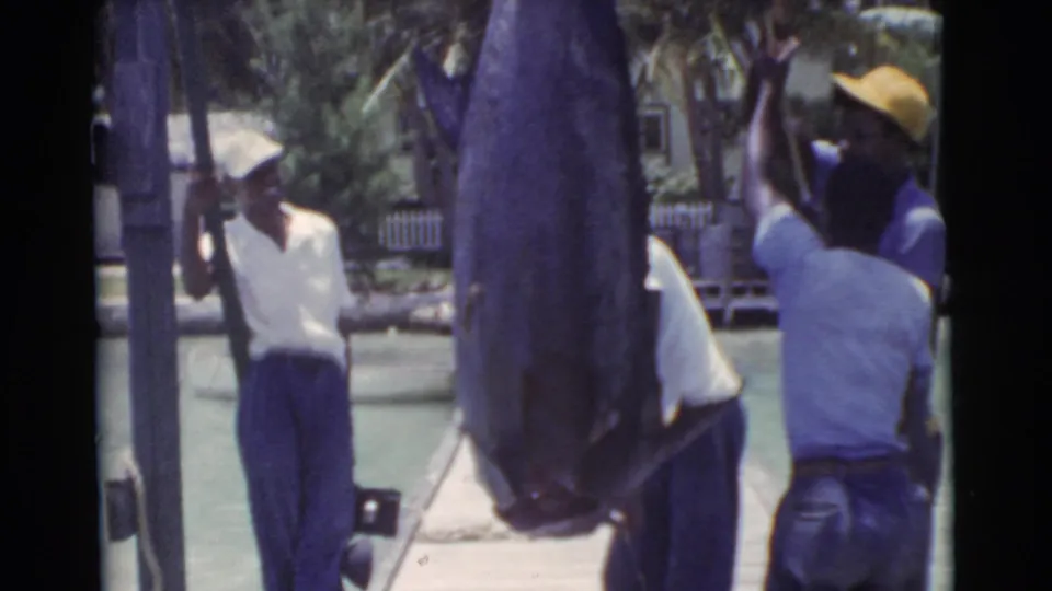 1956 Miami dock scene with a large marlin hanging upright and men clustered around it.