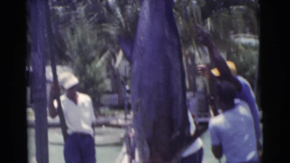 Men on a Miami waterfront dock appear to pull or steady a large marlin during a 1956 home-movie scene.