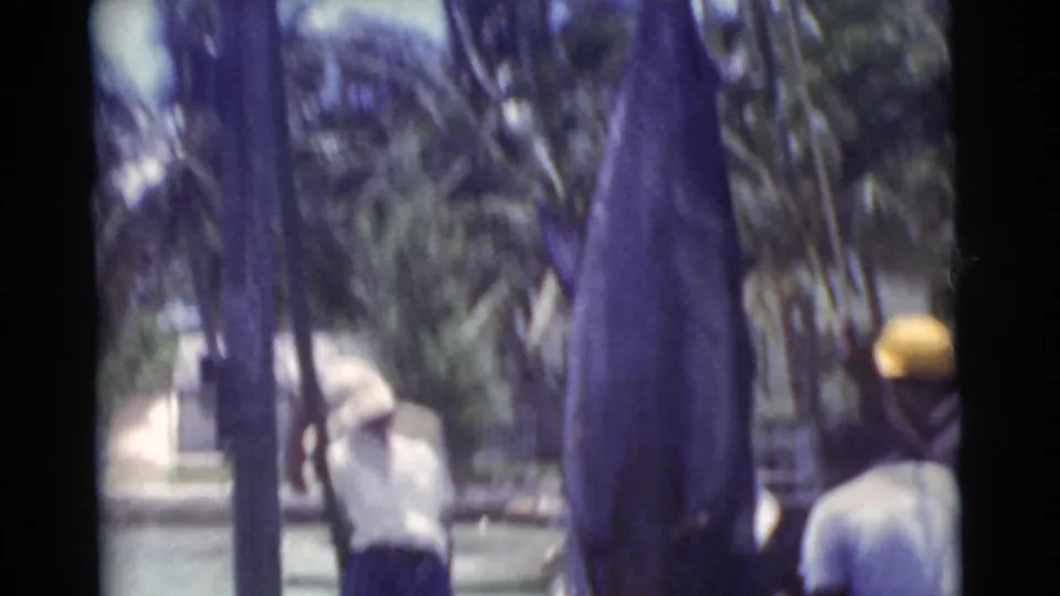 Soft 8mm frame of a large marlin hanging at a Miami dock with men nearby and palms in the background.