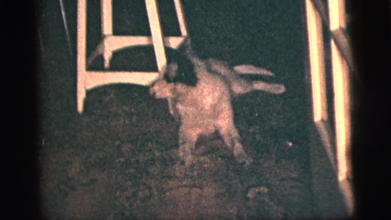 Small black-and-white dog standing on a patterned carpet near a white chair.
