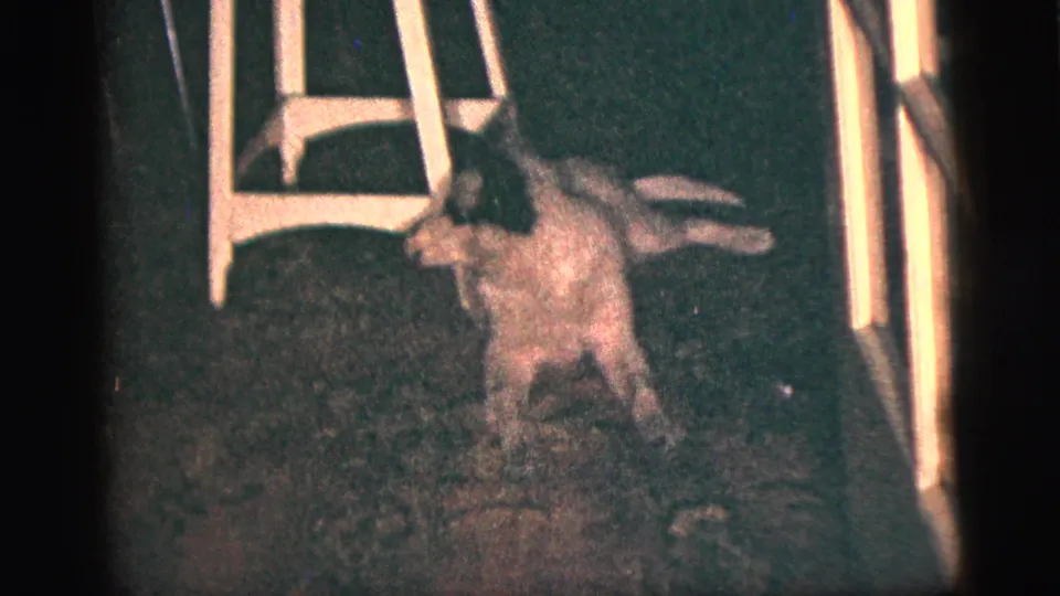In a 1956 New York City home-movie frame, a small black-and-white dog stands in a dim room near a white wooden chair.