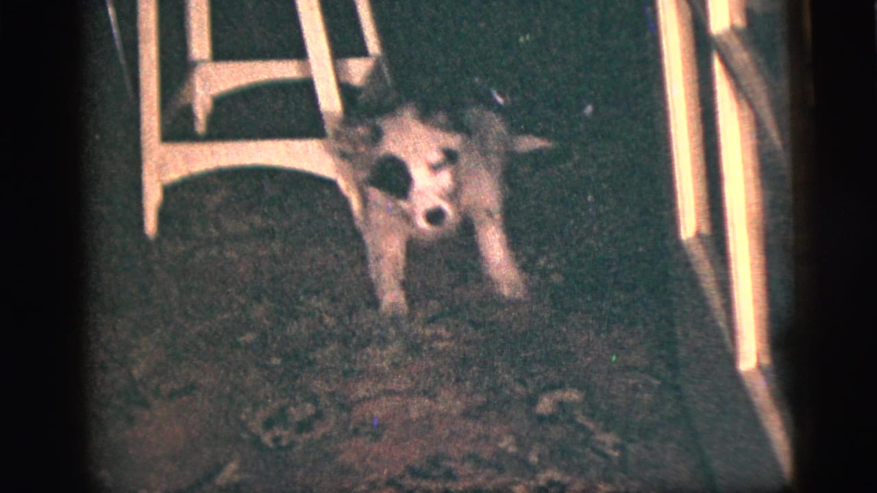 Small dog facing the camera on a patterned carpet beside a white chair.