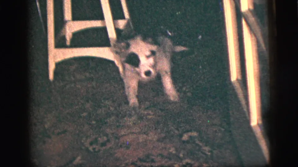 The small dog faces the camera in a dim 1956 New York City interior, standing near a white wooden chair on patterned carpet.