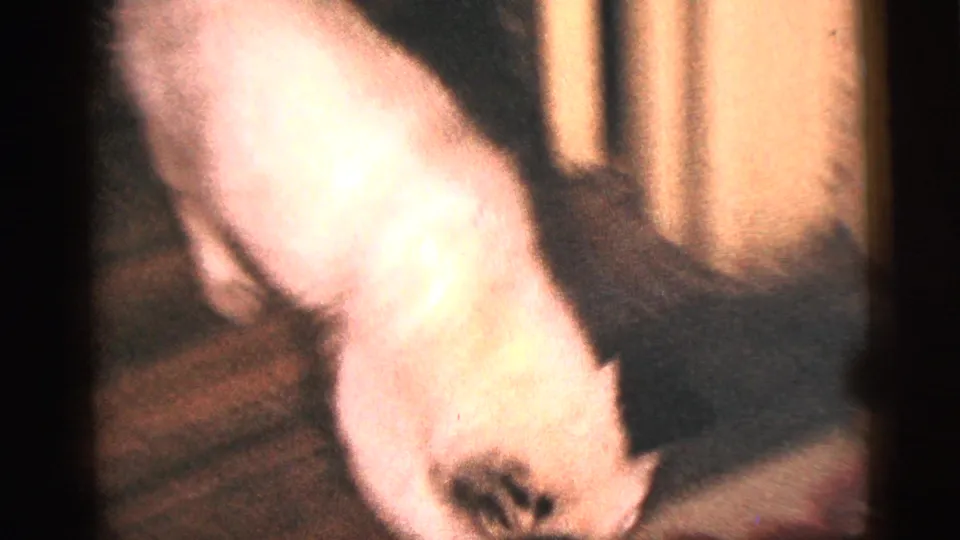 A blurred close frame shows the dog moving quickly across the carpet in the dim domestic interior.