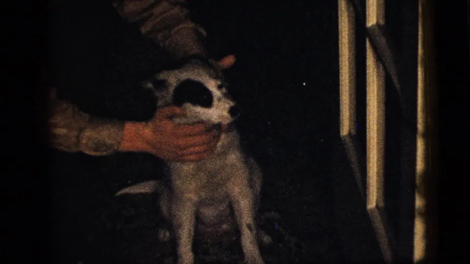 A person's hands gently hold or pet the small dog in a dim 1956 New York City home-movie interior.