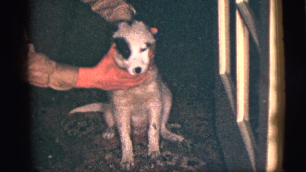 A white dog with dark markings sits calmly as a person in a red sleeve steadies its head indoors.
