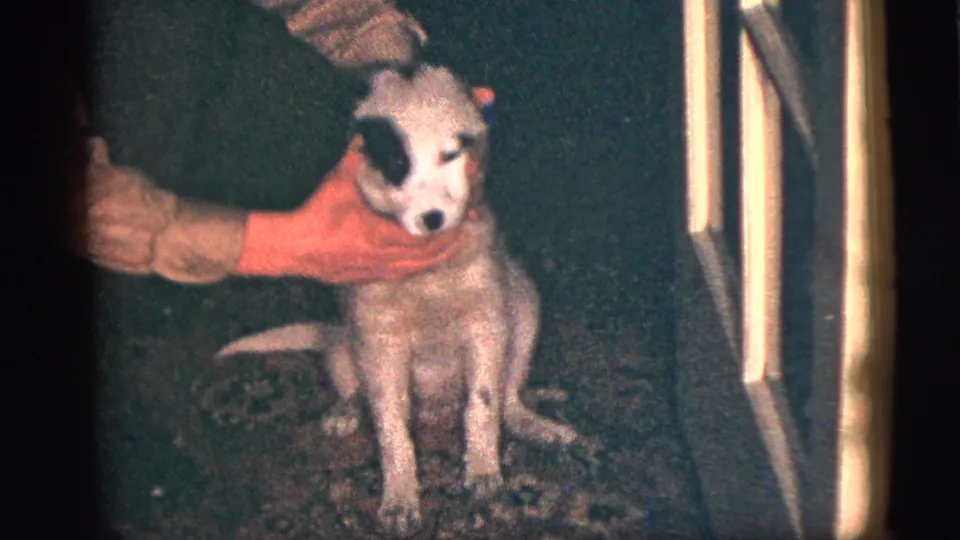 A white dog with dark markings sits calmly as a person in a red sleeve steadies its head indoors.
