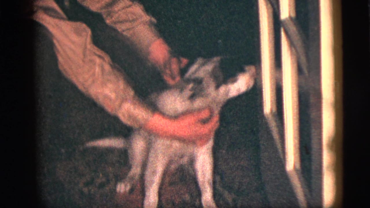 A child appears to pet or steady a small black-and-white puppy while an adult hand reaches in, in a dim 1950s home interior.