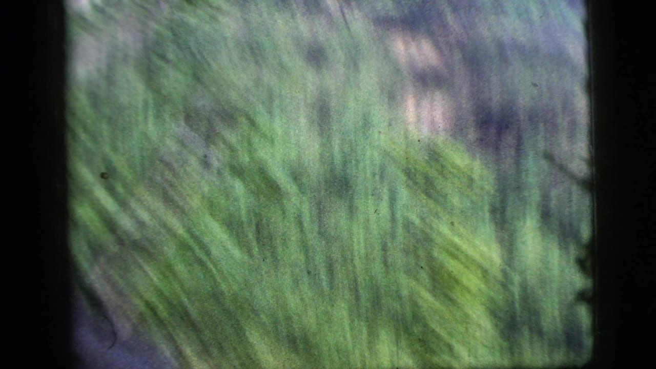 Blurred green vegetation seen through a dark vehicle window frame.