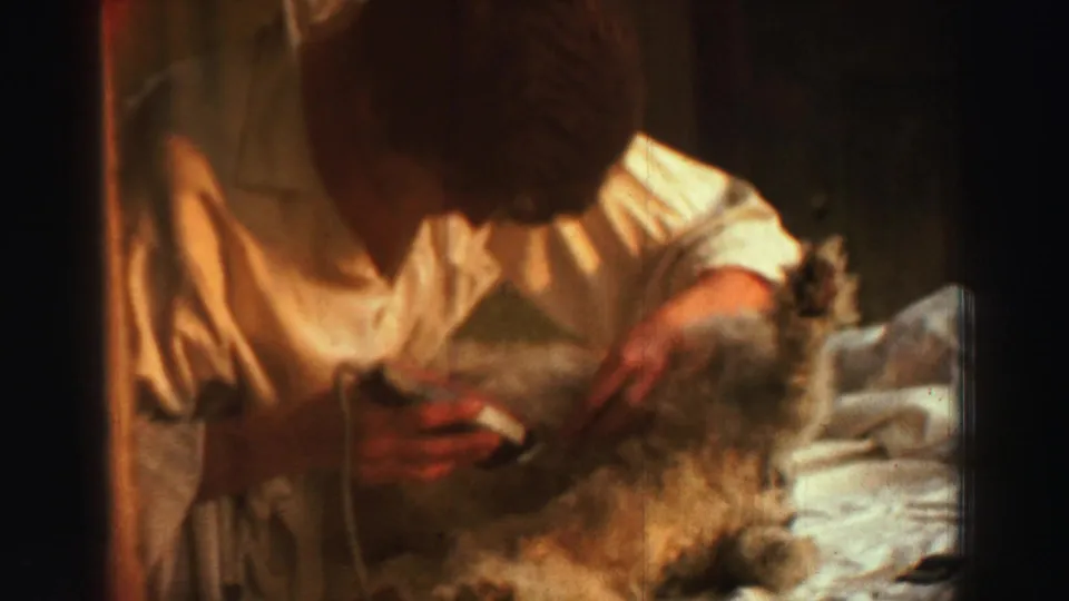In Lake Tahoe home-movie footage from 1969, a person in a white shirt bends over a small dog while grooming its fur with clippers.