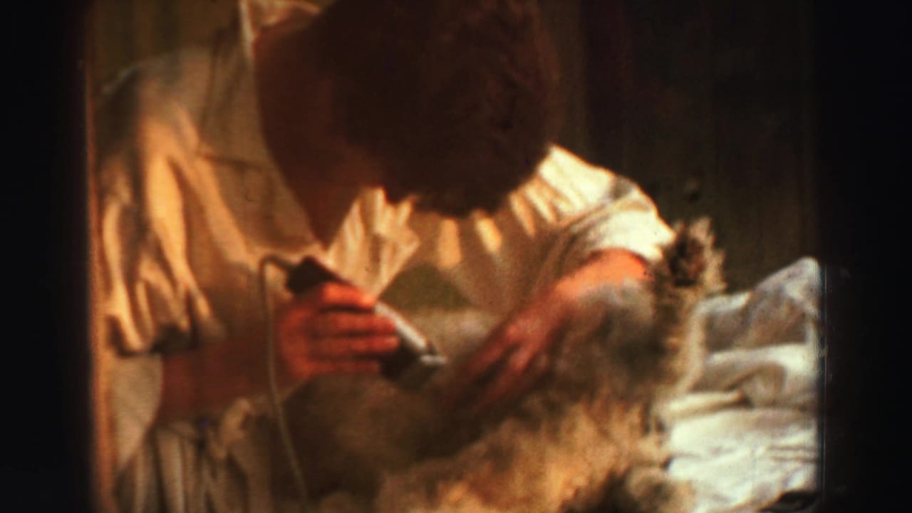 Person leans over a small dog while holding clippers near its fur.