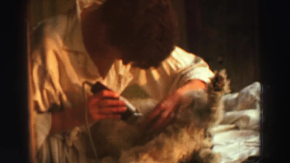 A person in a white shirt grooms a small dog with electric clippers in warm 1969 Lake Tahoe home-movie footage.