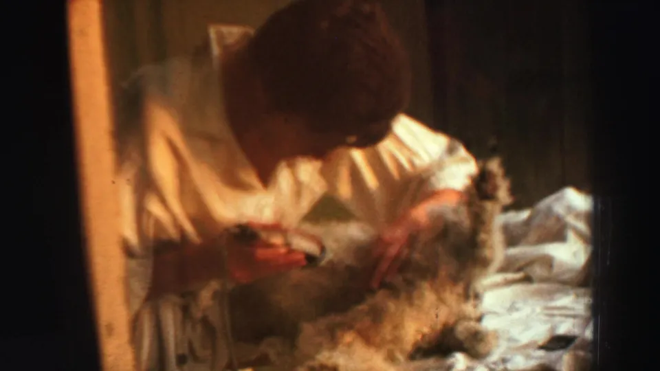 The 1969 home-movie frame shows a person focused on trimming a small dog's coat indoors at Lake Tahoe.