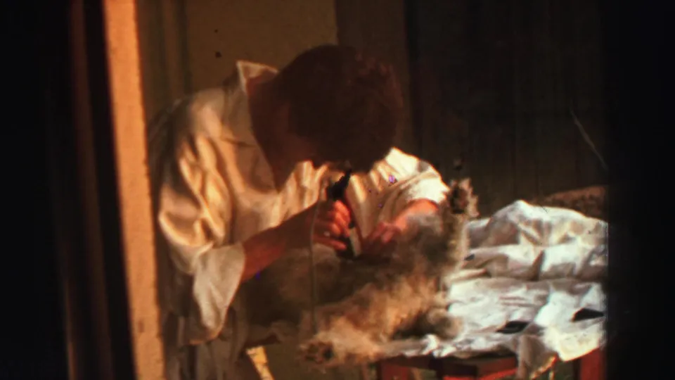 A wider 1969 Lake Tahoe frame shows a person in a white shirt trimming a small dog near light bedding or cloth indoors.