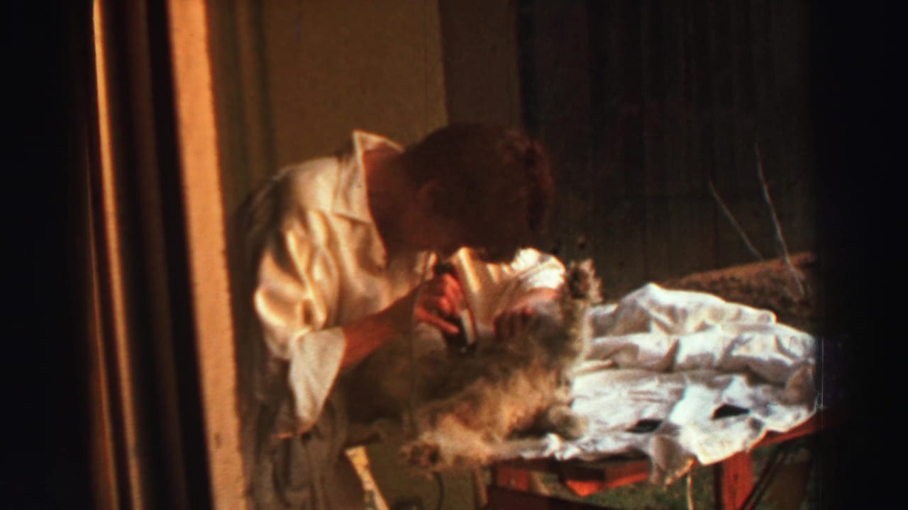 Person bends close to a small dog while grooming it beside white paper on a table.