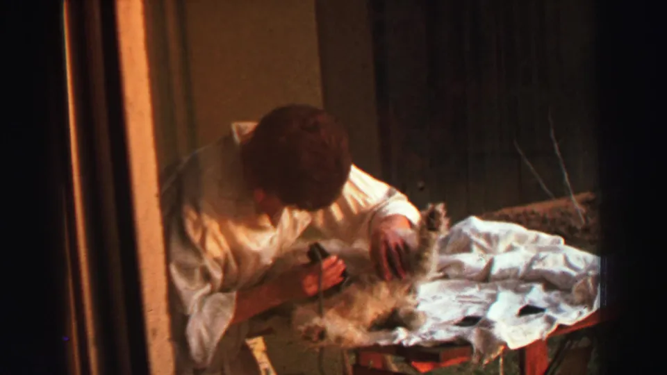 Close home-movie view of a person using clippers on a small dog during a 1969 Lake Tahoe domestic scene.
