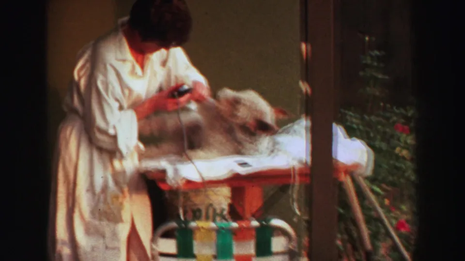 Closer 8mm view of a woman clipping a fluffy dog's coat on a backyard table in Lake Tahoe, 1969.