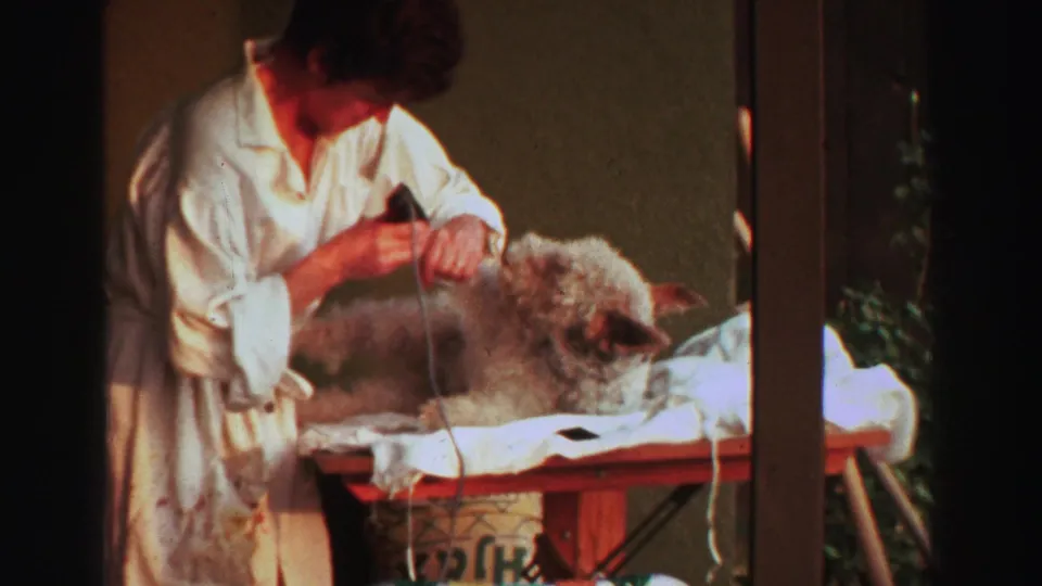 In 1969 Lake Tahoe home-movie footage, a woman in a white bathrobe uses electric clippers on a curly-haired dog lying on a table.