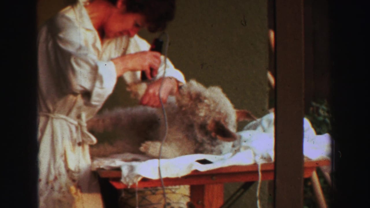 Woman leans over a dog while holding electric clippers above its coat.