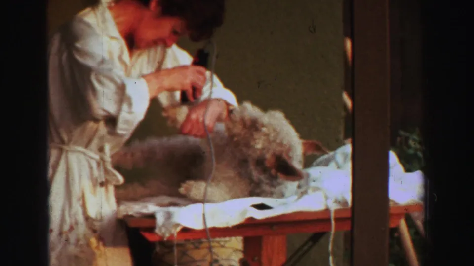 The woman continues grooming the curly-haired dog on a table, with clippers and cord visible in the Lake Tahoe 1969 home-movie frame.