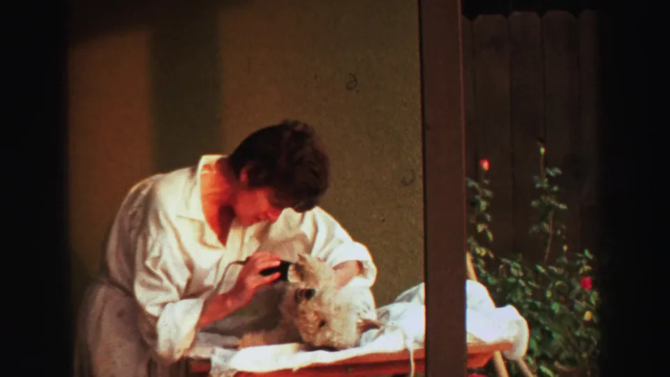 1969 Lake Tahoe frame showing close outdoor pet grooming as a man trims around a small dog's head.